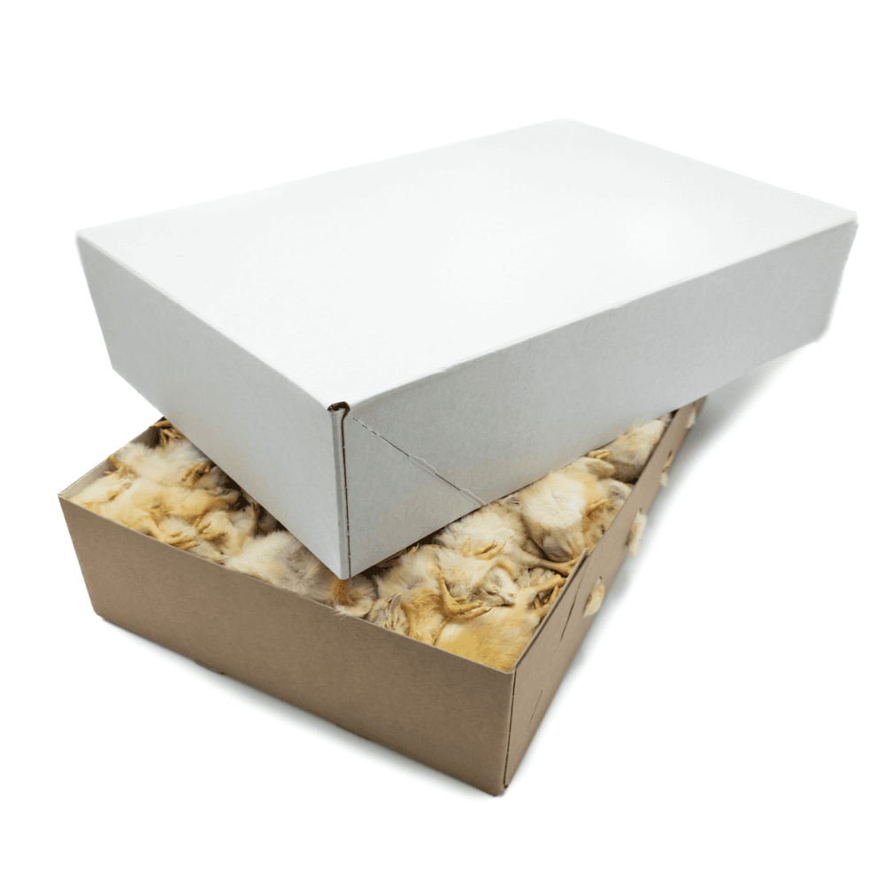 Day old chicks 10 kg (White Box)