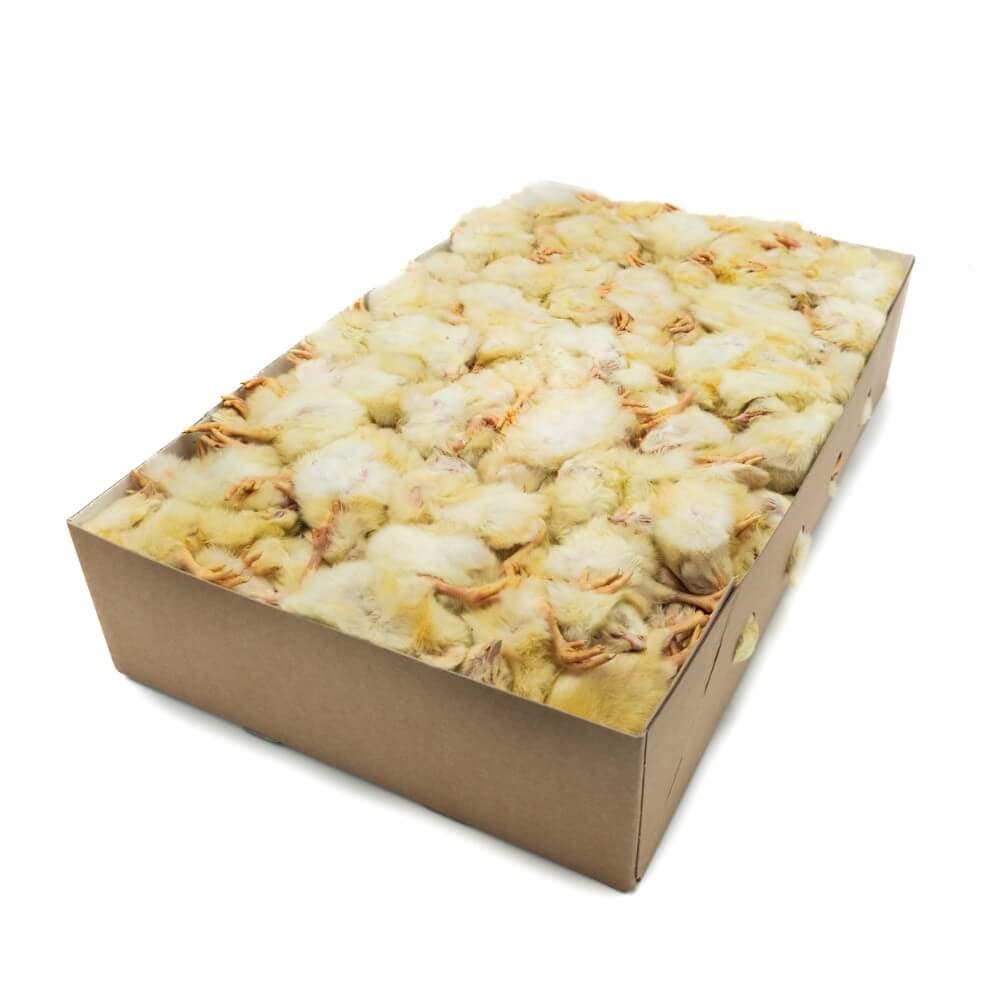 PALLET - Day Old Chicks (white tray)
