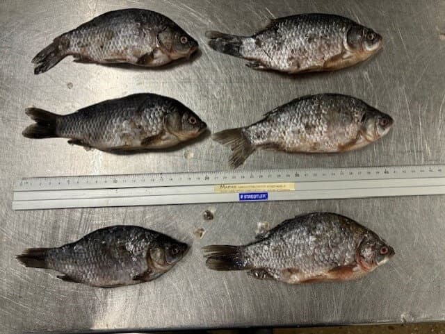 Carp Small - 10 kg box
