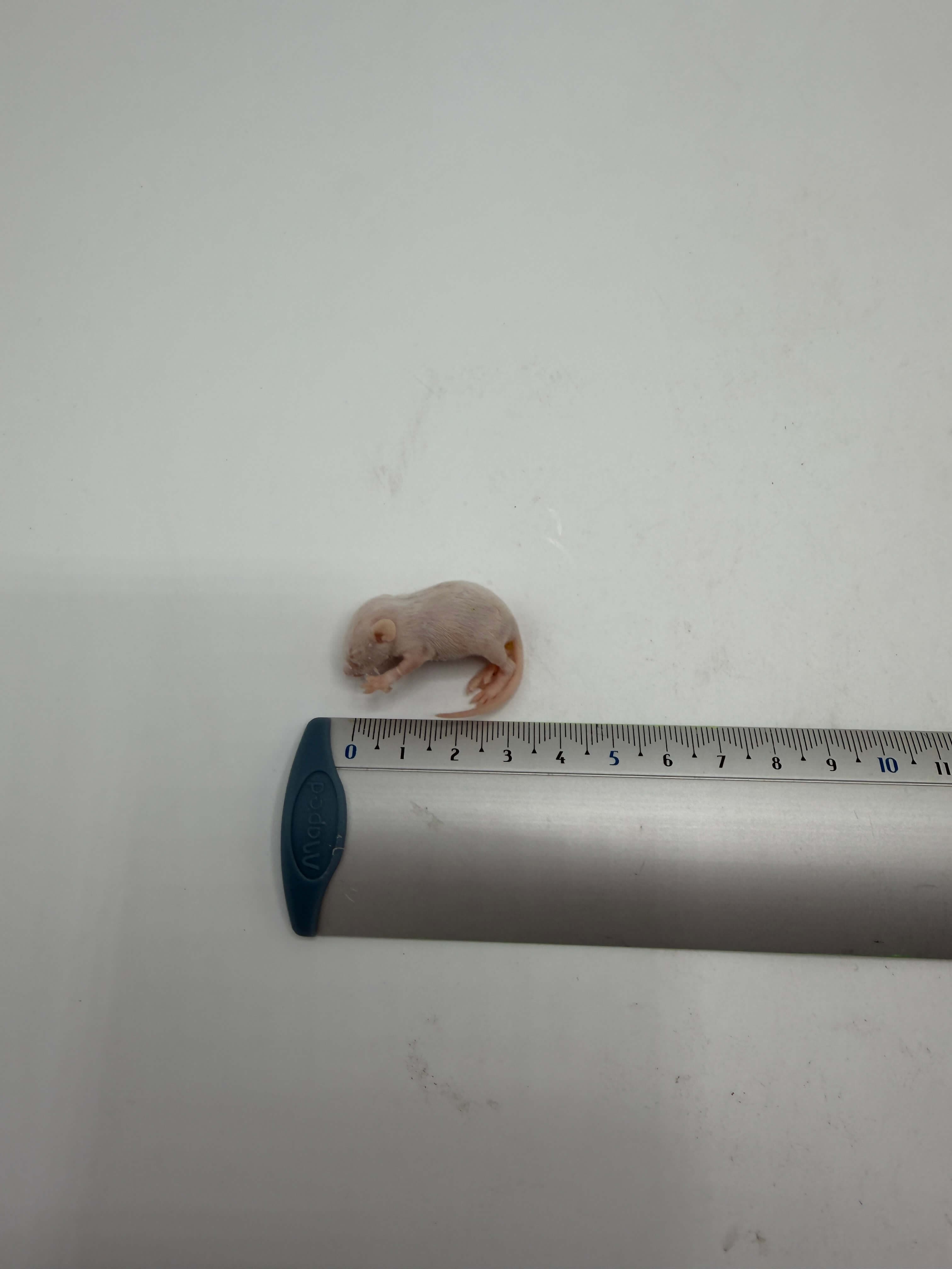Mouse pinks 1-4 g