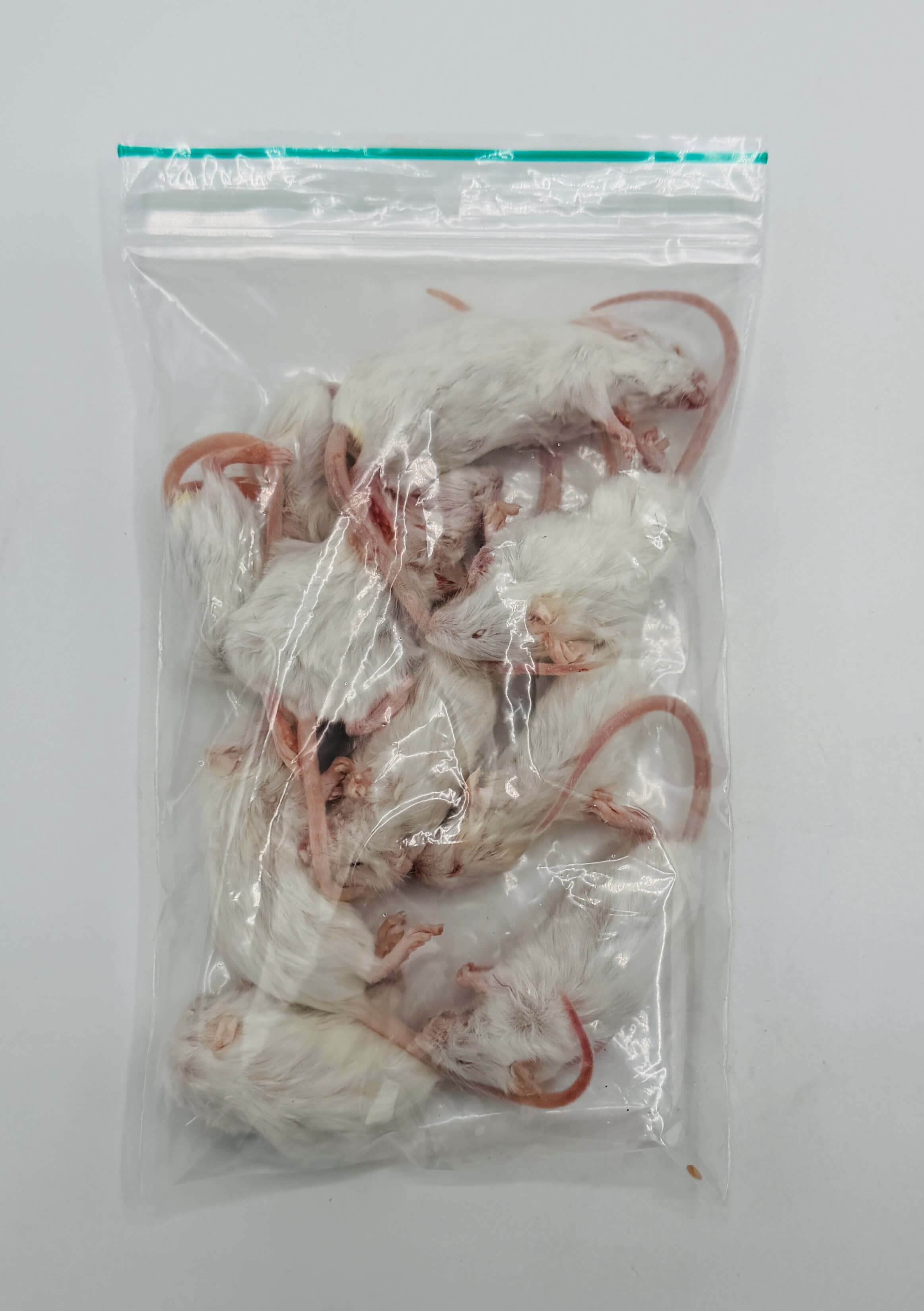 Small Mice (8-15 g)