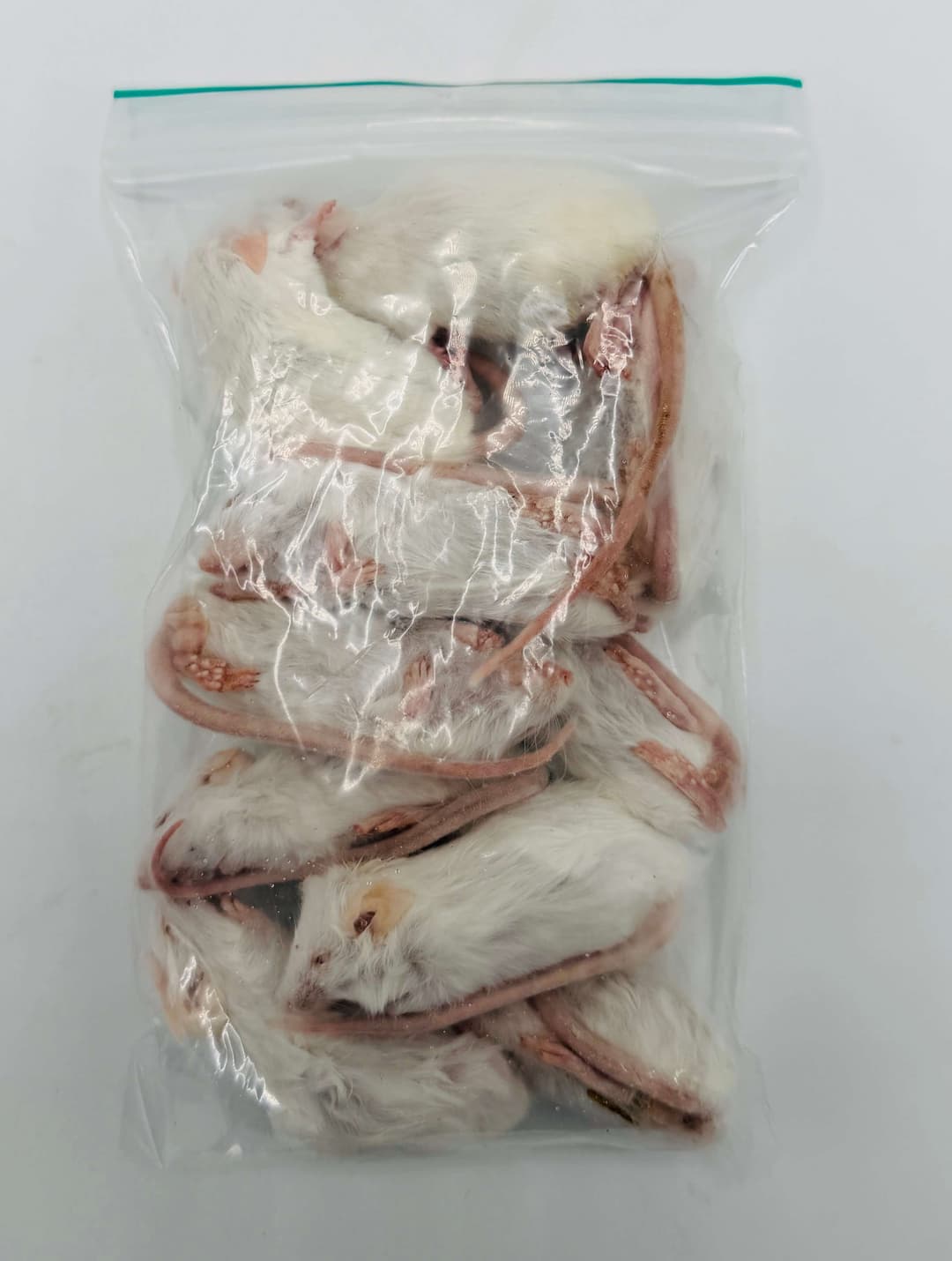 Regular Mice (16-22 g)