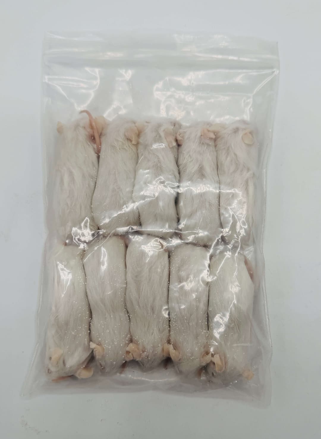 Large Mice (23-30 g)