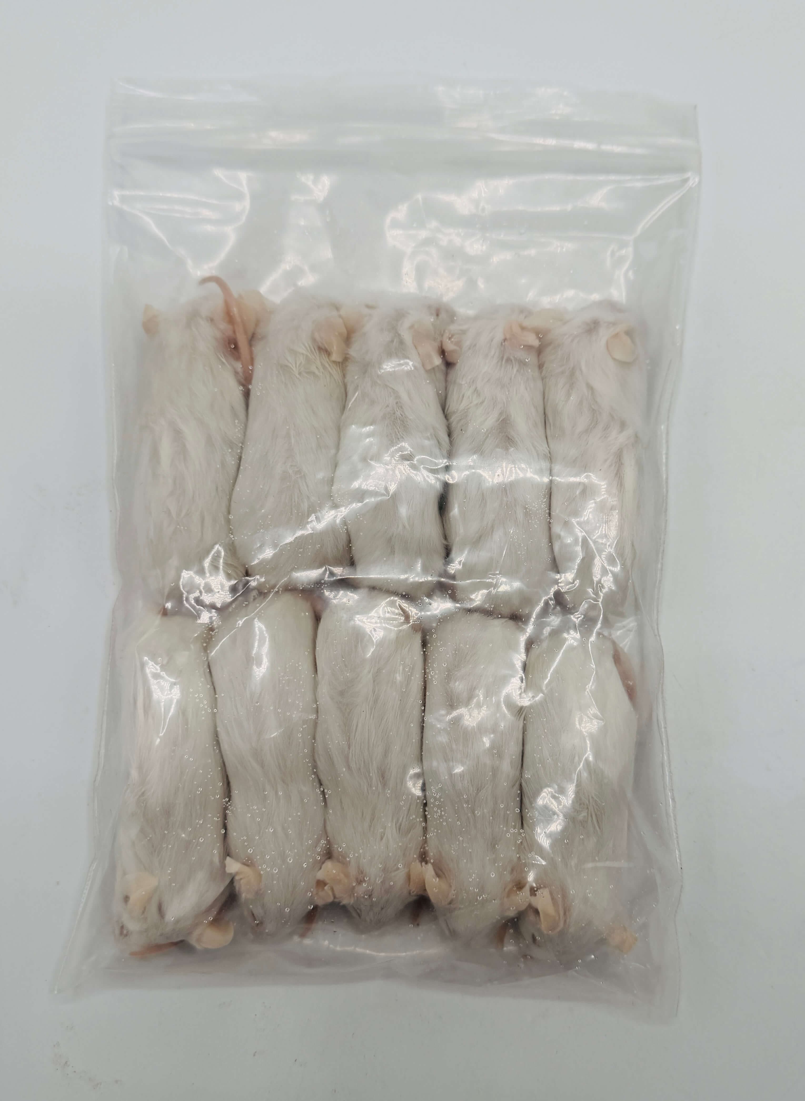 Large Mice (23-30 g)