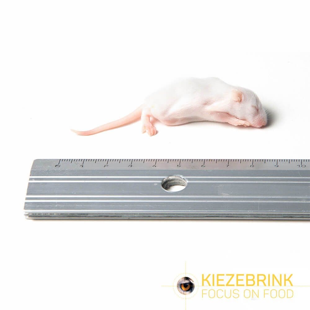 Fuzzy Mice (4-6 g)