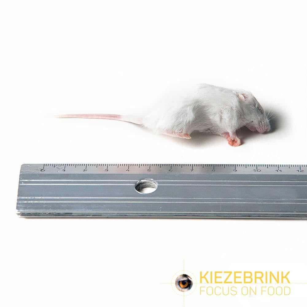 Small Mice (8-15 g)