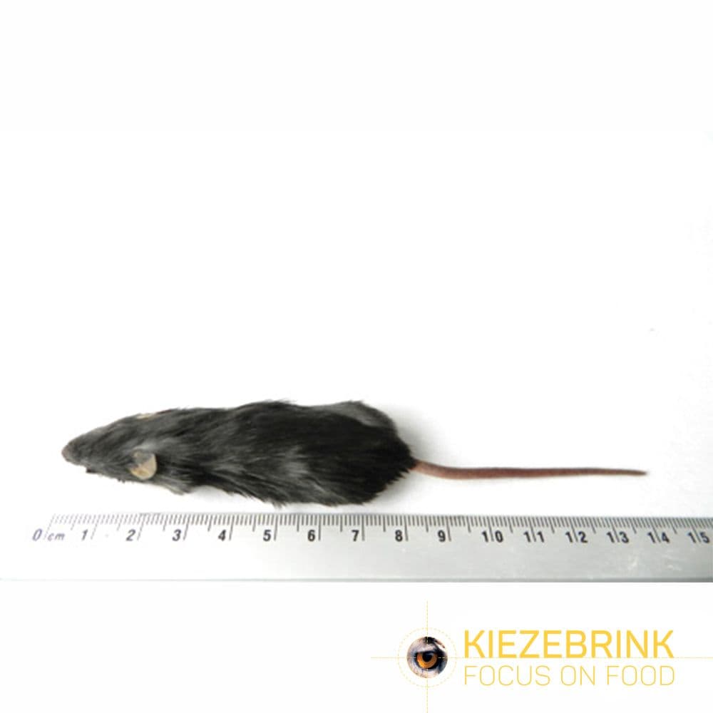 Regular Mice (16-22 g)