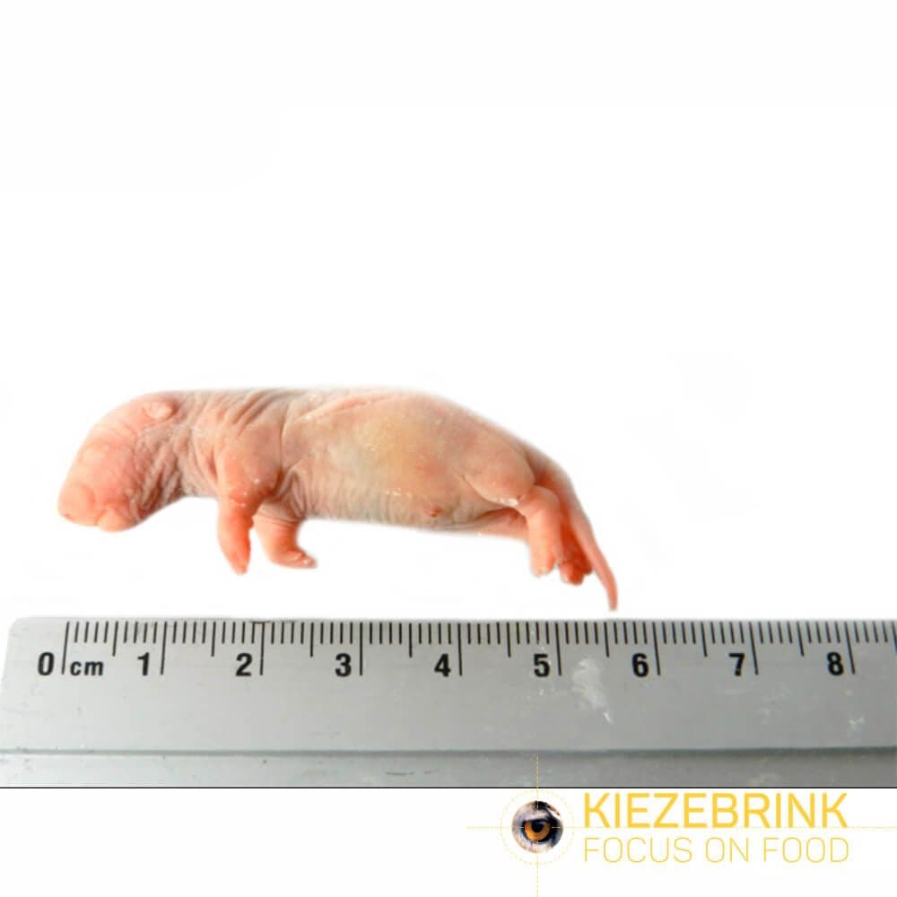 Baby Rats (5-14 g)