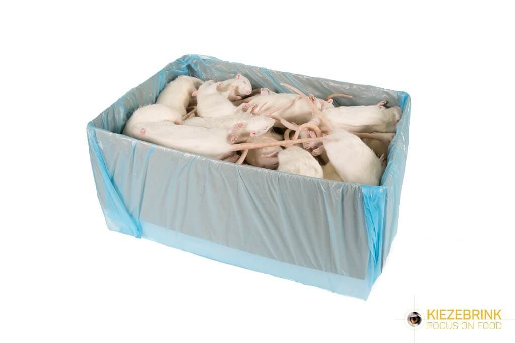 Regular Rats (150-250 g)
