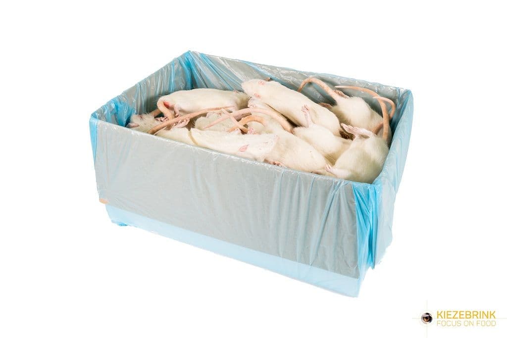 Jumbo Rats (ca. >350 g)