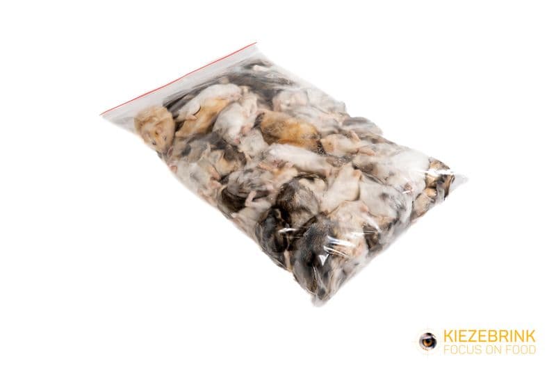 Dwarf Hamster Medium/Adult