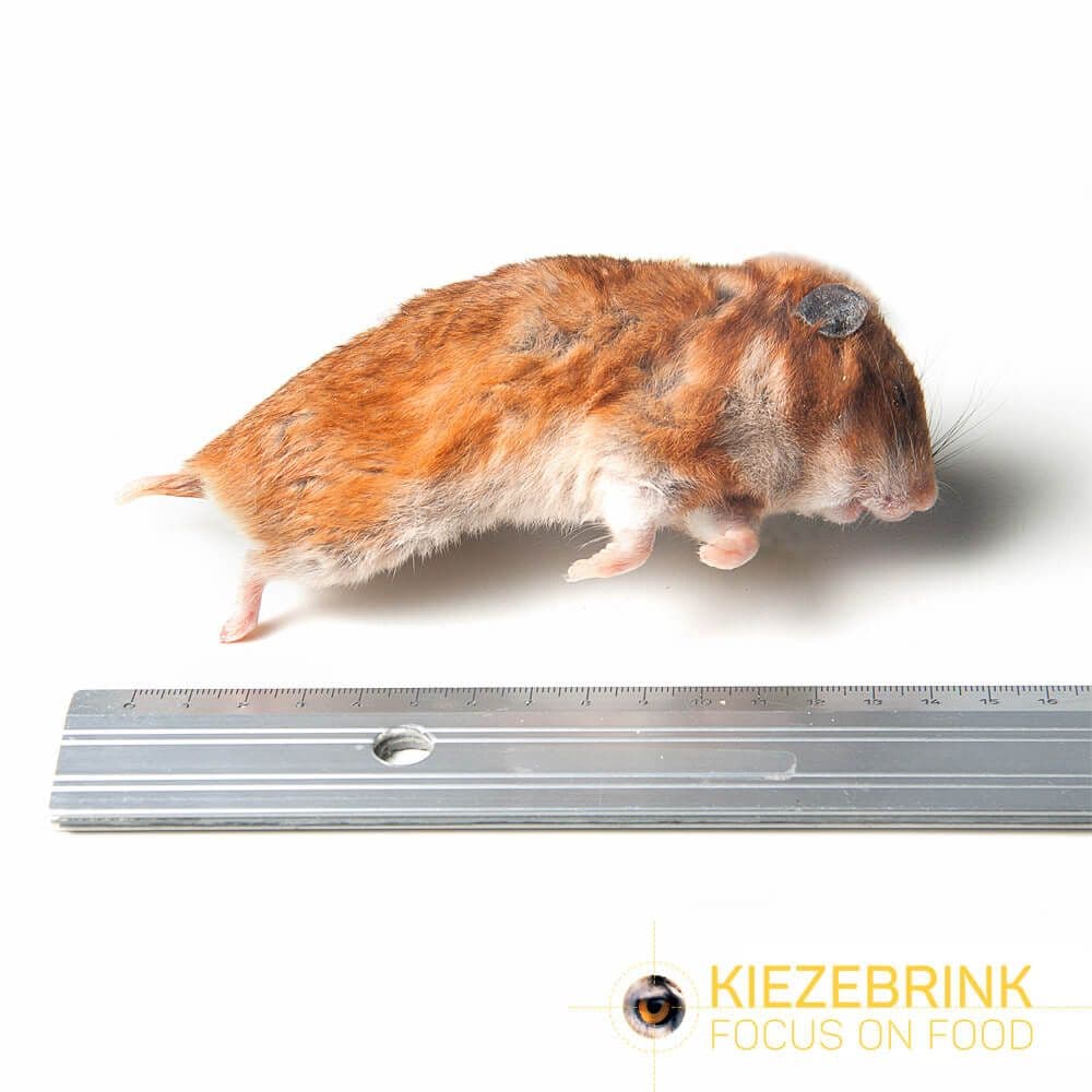 Syrian hamster mix size