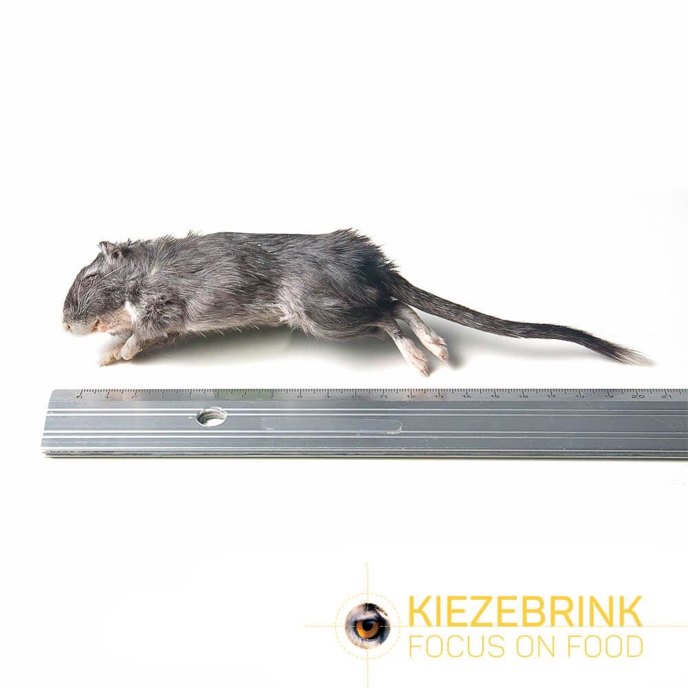Gerbil (15-70 g)