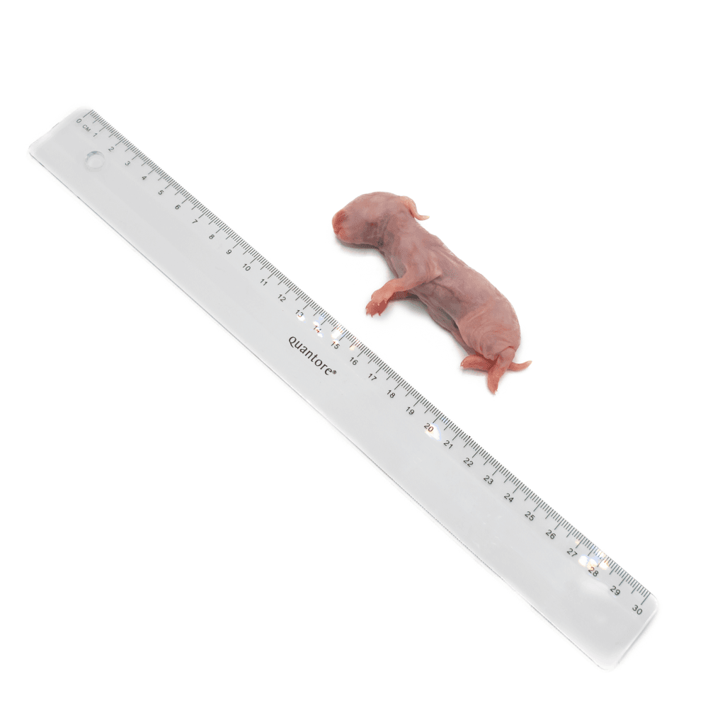 Rabbit XXS (35-65 g)