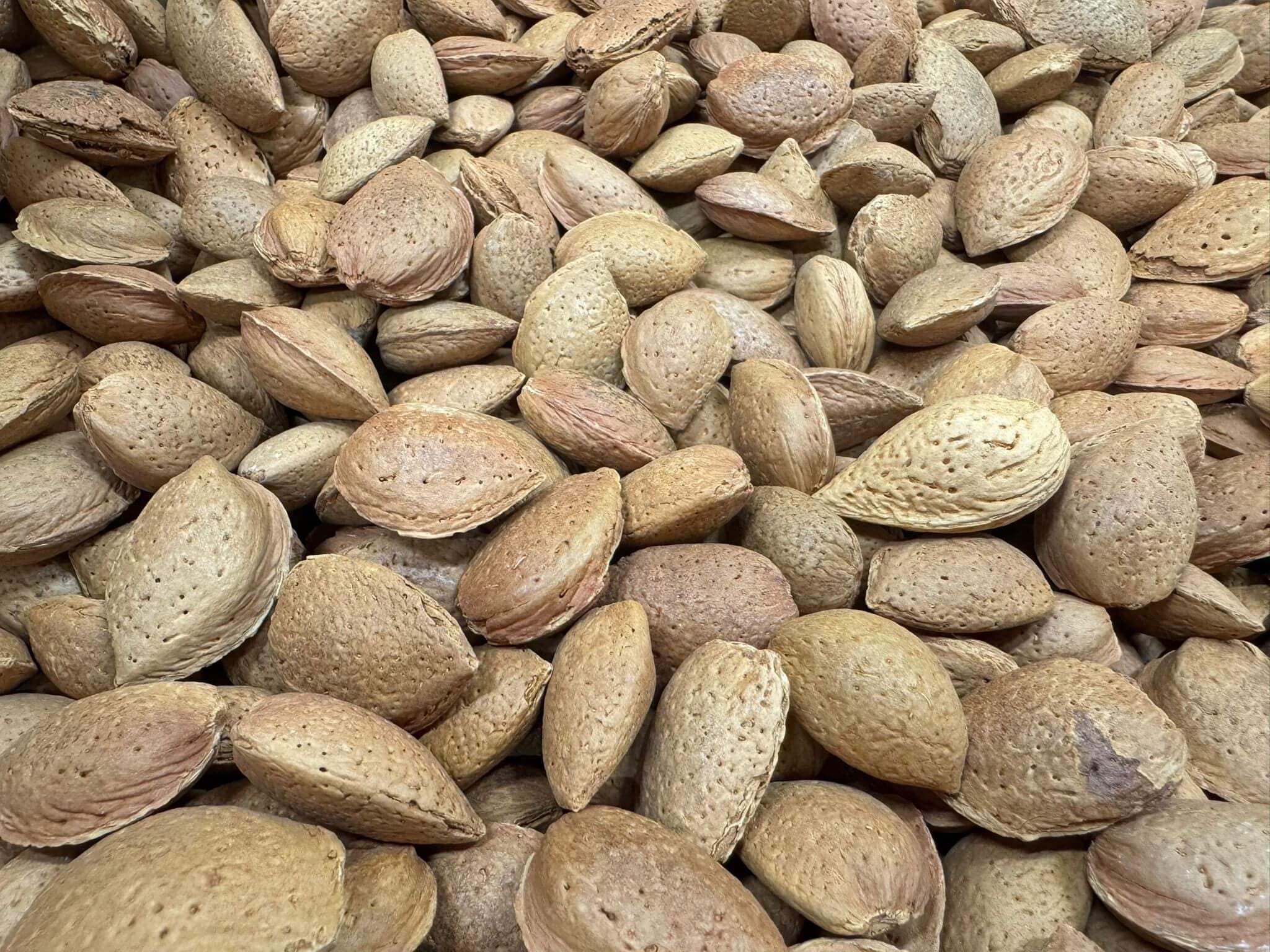 Almonds in shell - 12,5 kg