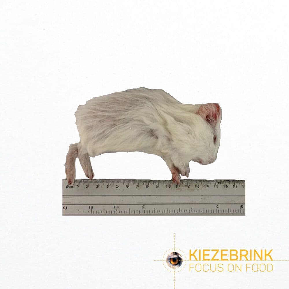 Guinea Pig Small (<300 g)