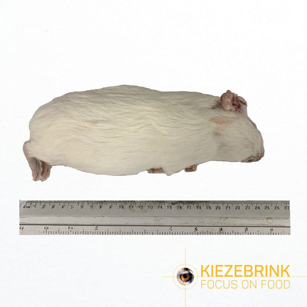 Guinea Pig Regular (300-600 g)