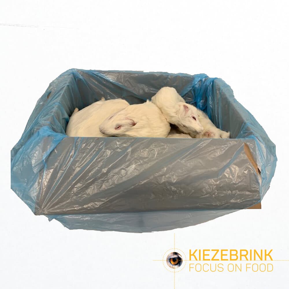 Guinea Pig Large (600-900 g)
