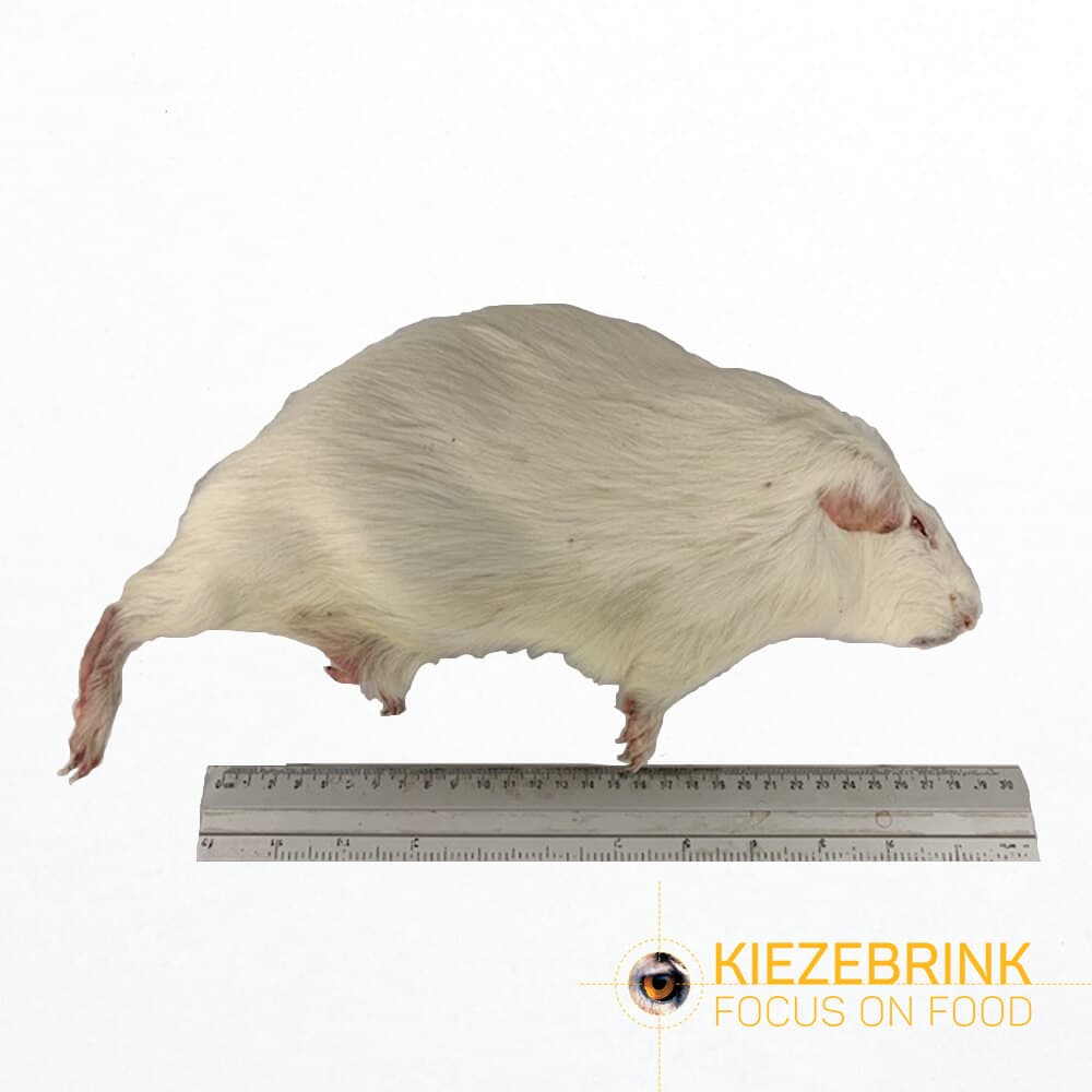 Guinea Pig Large (600-900 g)