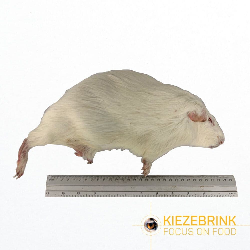 Guinea Pig Large (600-900 g)