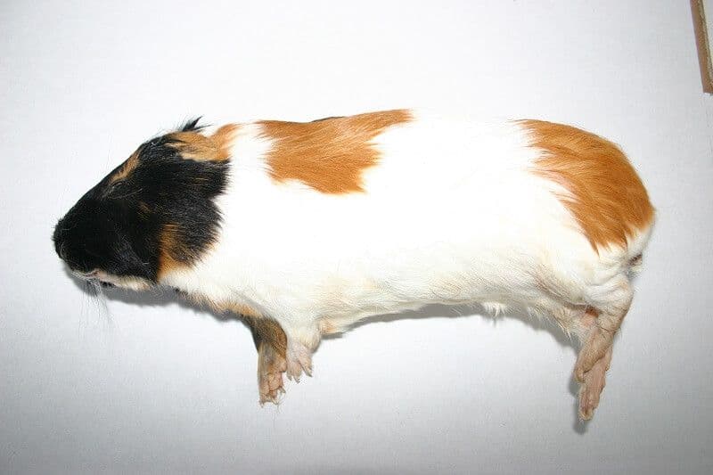 Guinea Pig Extra-large (>900 g)