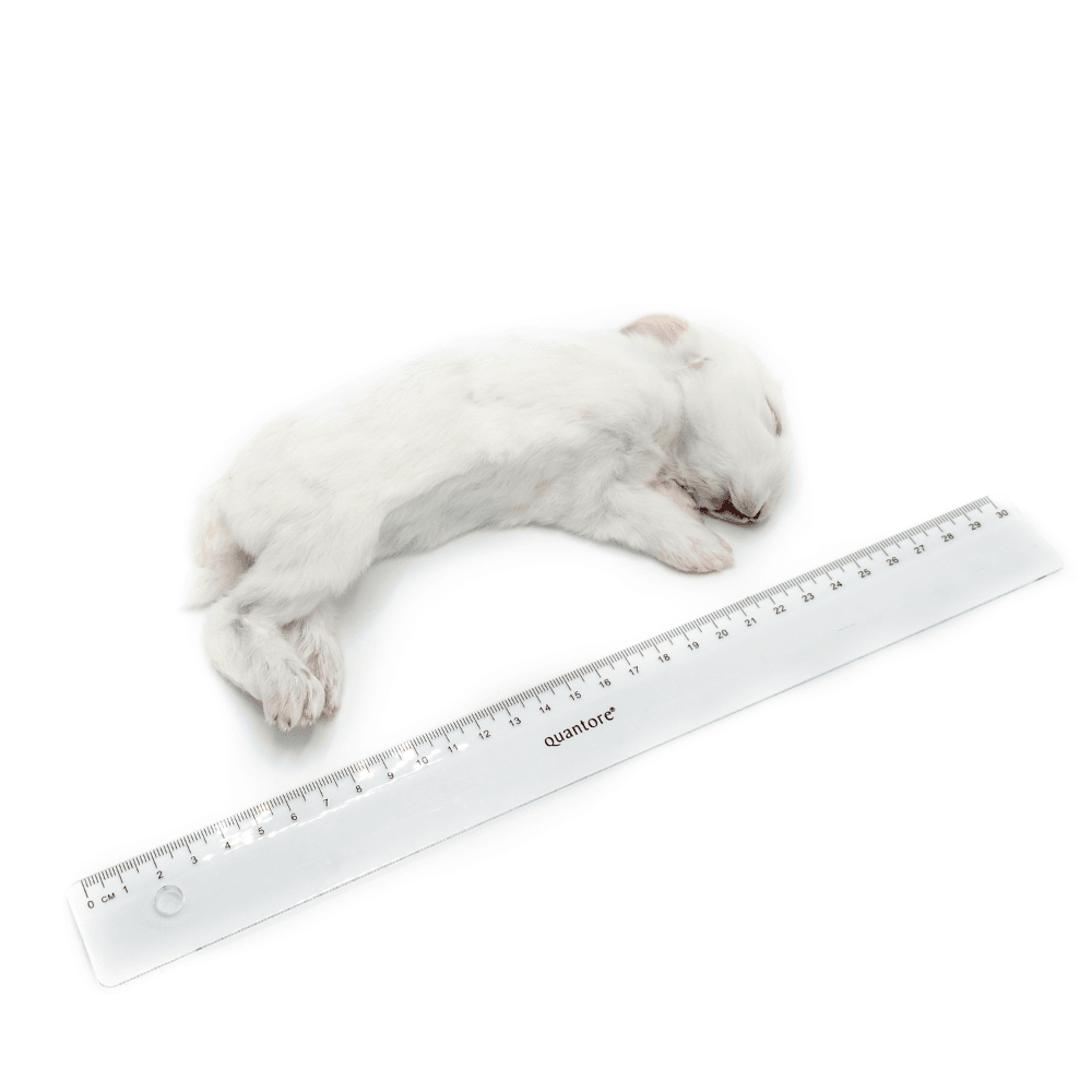 Mini Rabbits (ca. 150 g)