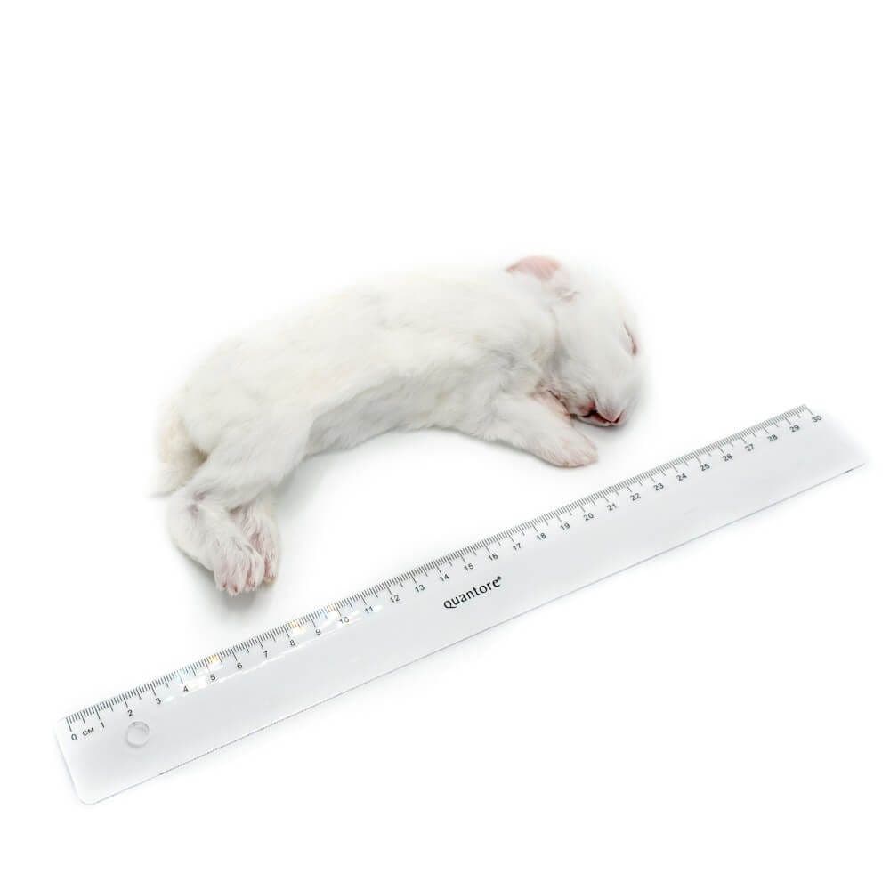 Mini Rabbits (ca. 150 g)