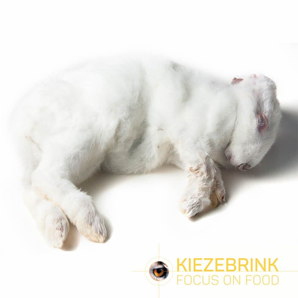 Large Rabbit (1-2 kg)