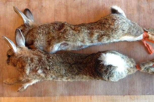 UK Wild Rabbit