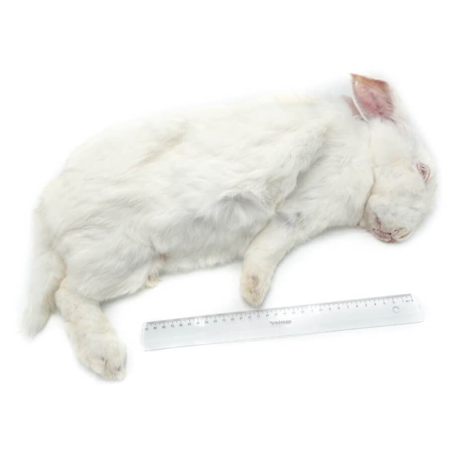 Extra Extra - Giant Rabbits (+5 kg)