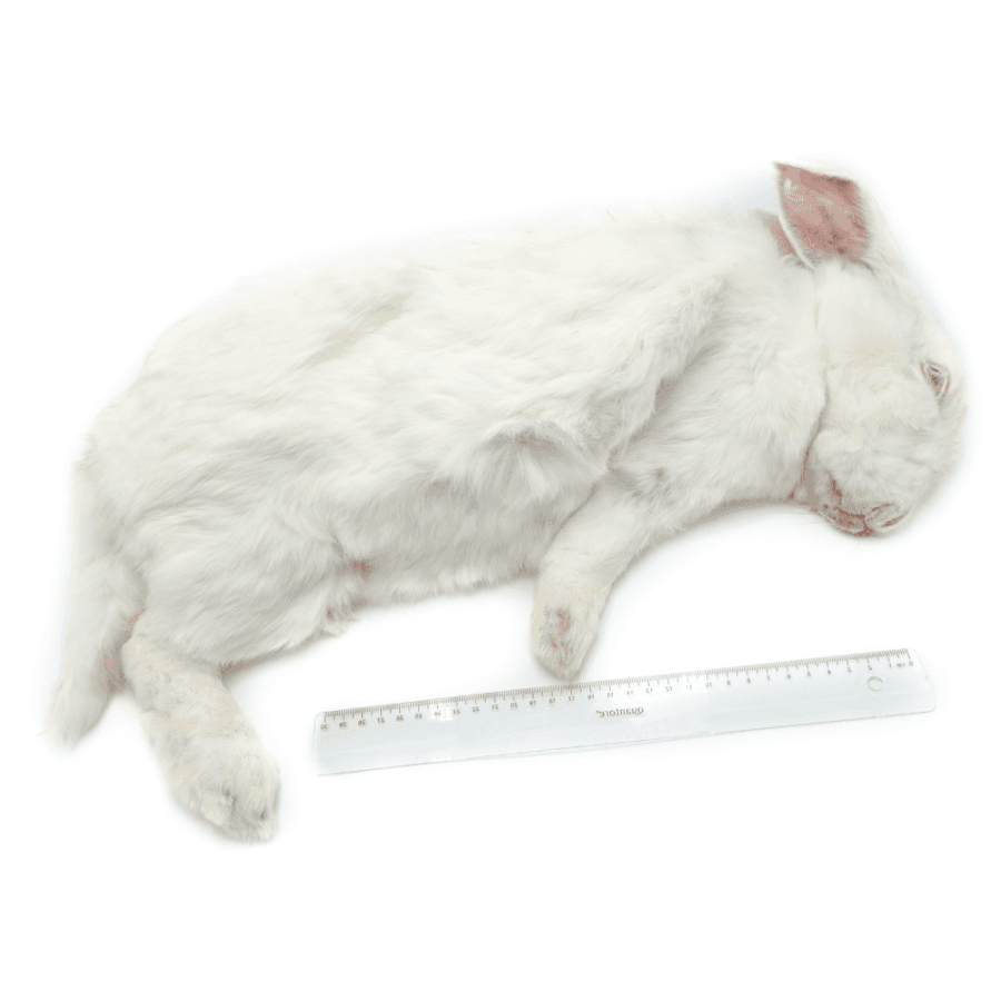 Extra Extra - Giant Rabbits (+5 kg)