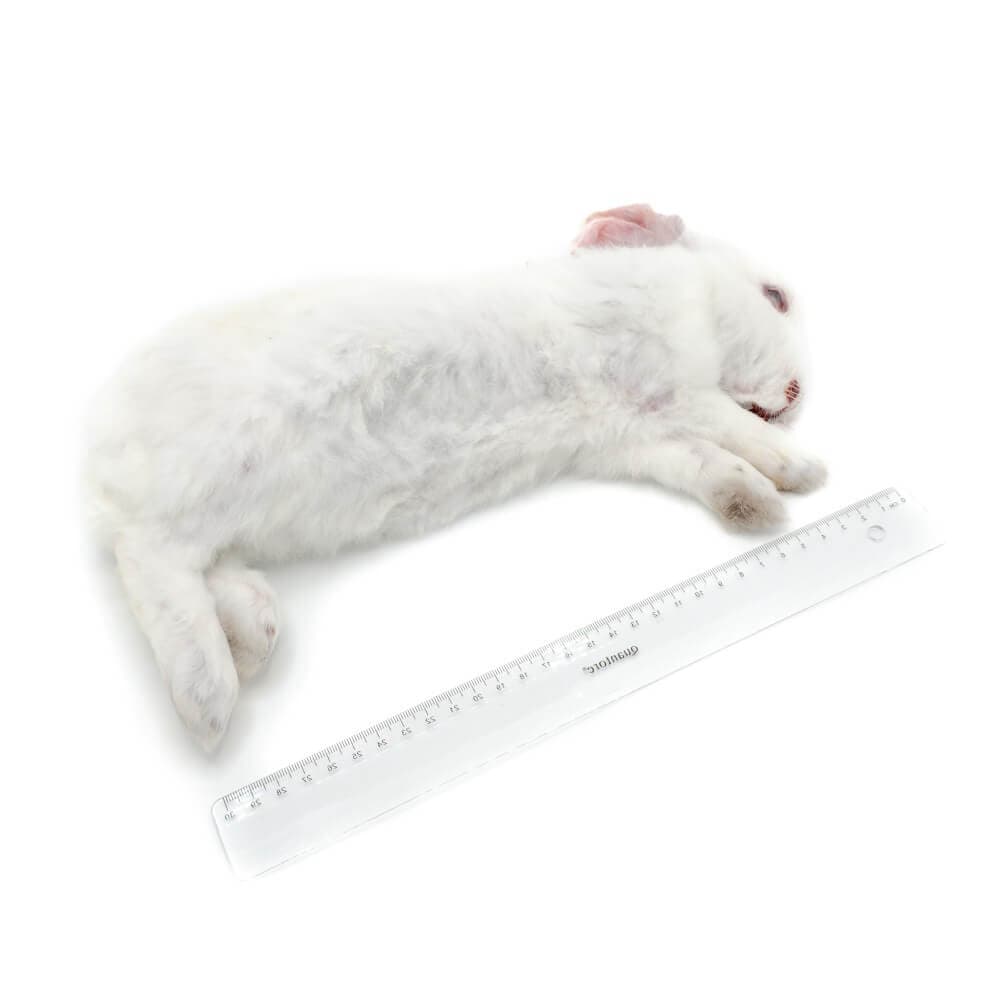 Rabbit Box S (0.8-1.5 kg) - 7-9 pcs
