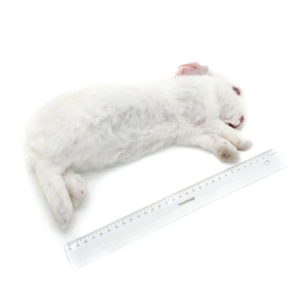 Rabbit Box S (0.8-1.5 kg) - 7-9 pcs