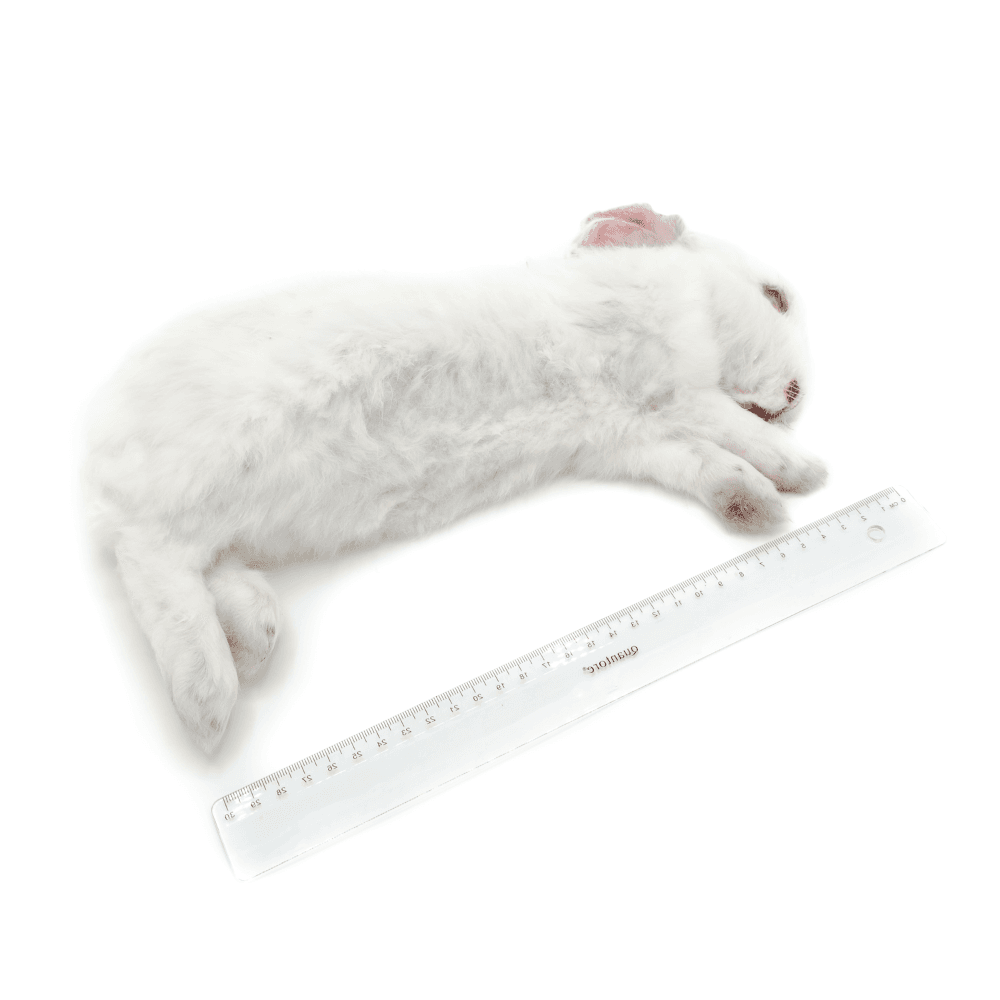 Rabbit Box S (0.8 - 1.5 kg) - 7-9 pieces/box