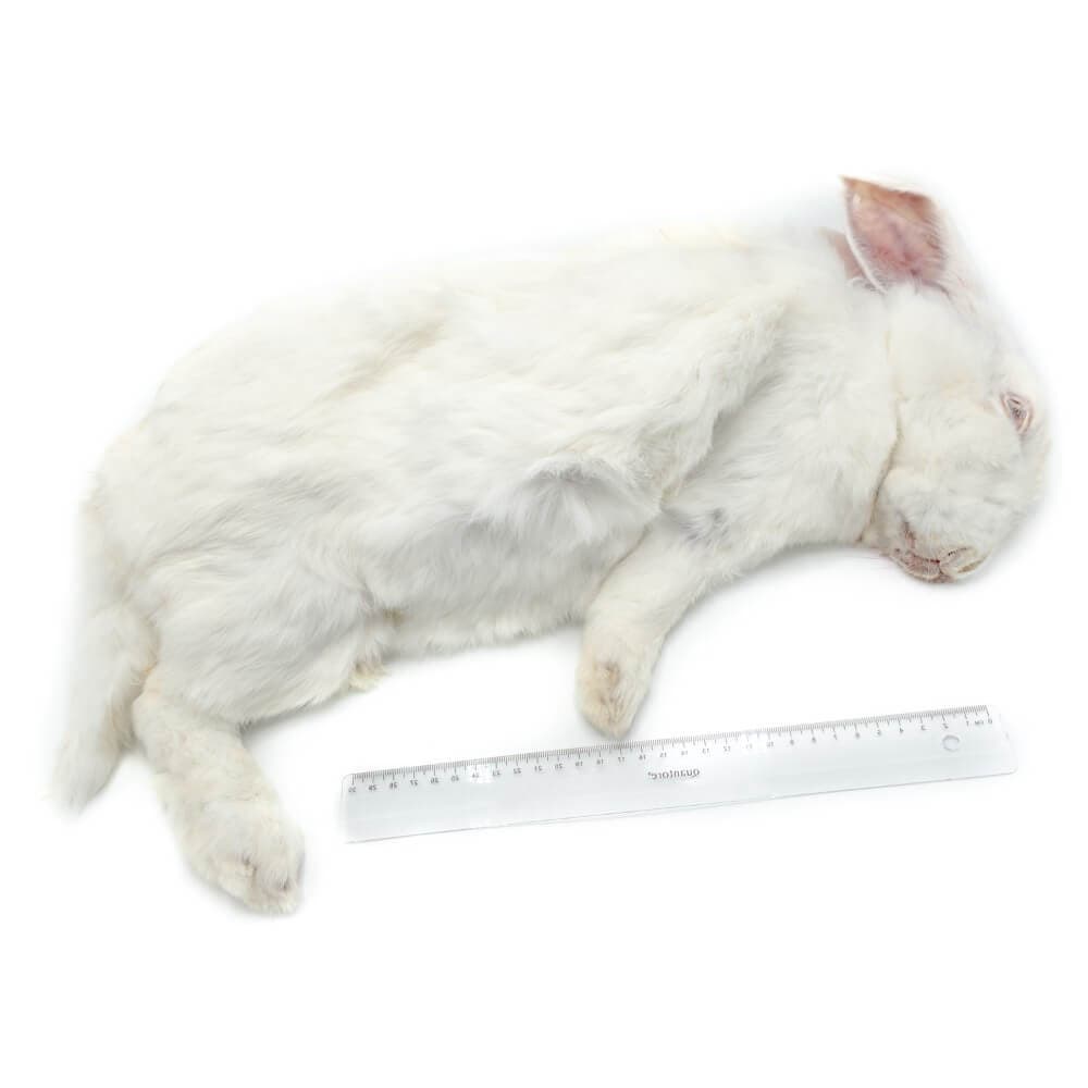 Rabbit Box L (4-5 kg) - 2 pcs