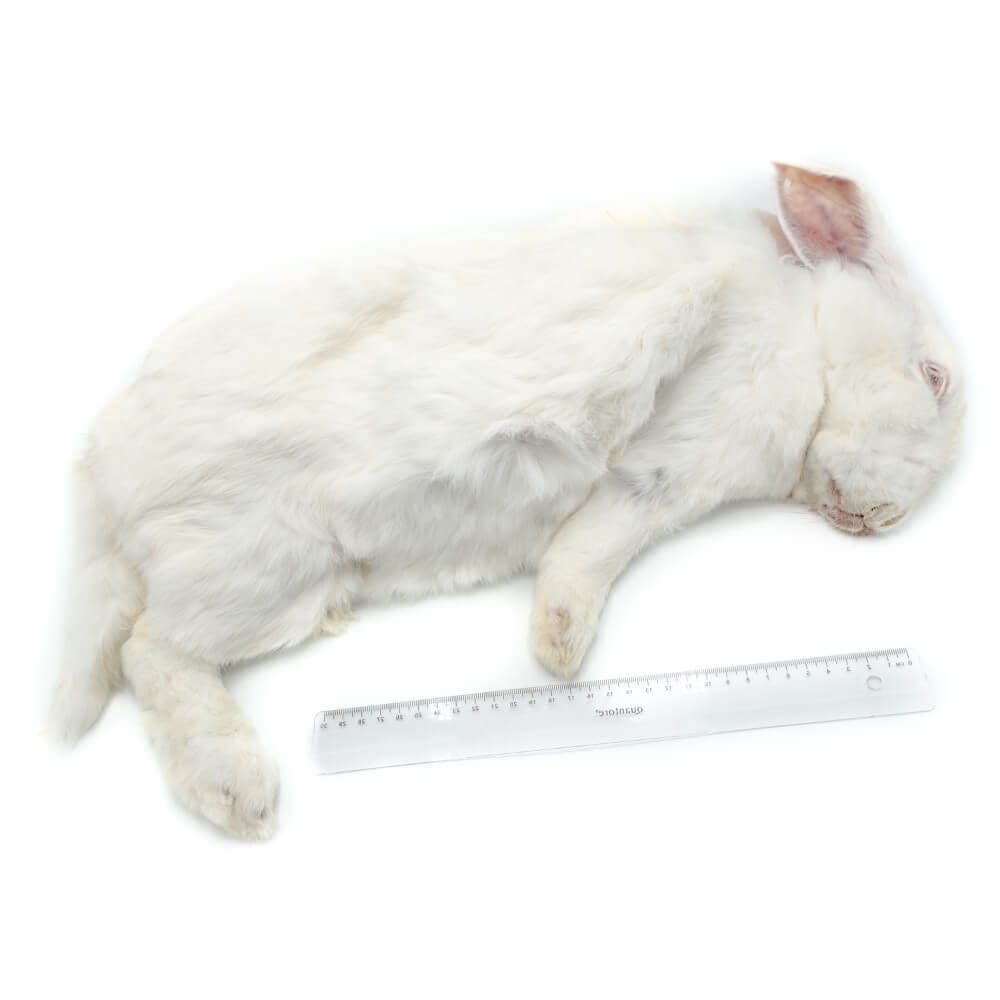 Rabbit Box L (4-5 kg) - 2 pcs