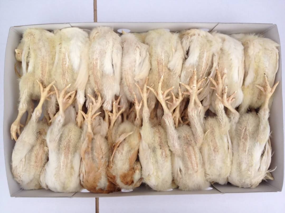 Grown On Chickens - 15 pcs