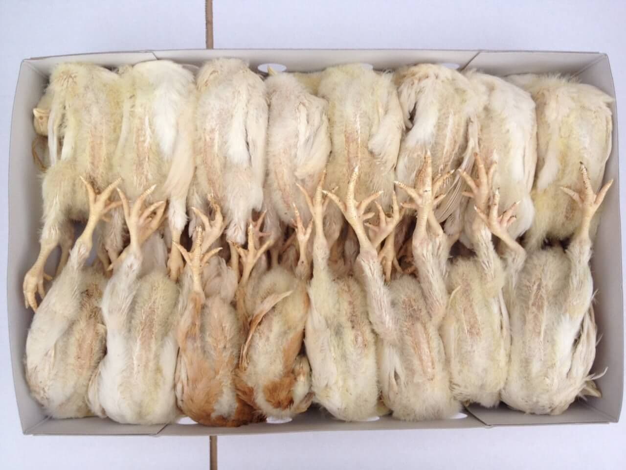 Grown On Chickens - 15 pcs