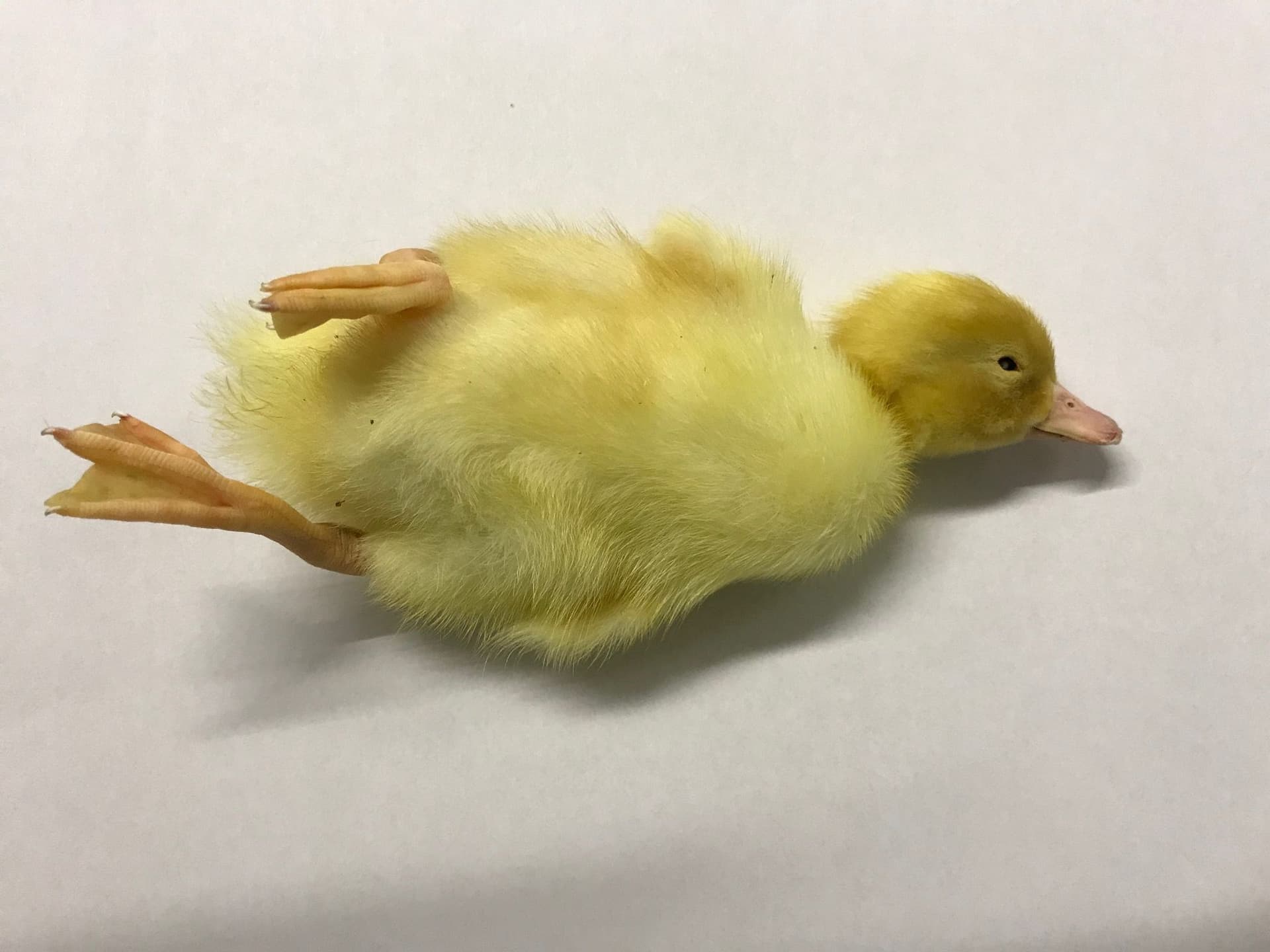 Ducklings (+/- 70gm each) - Pack of 10