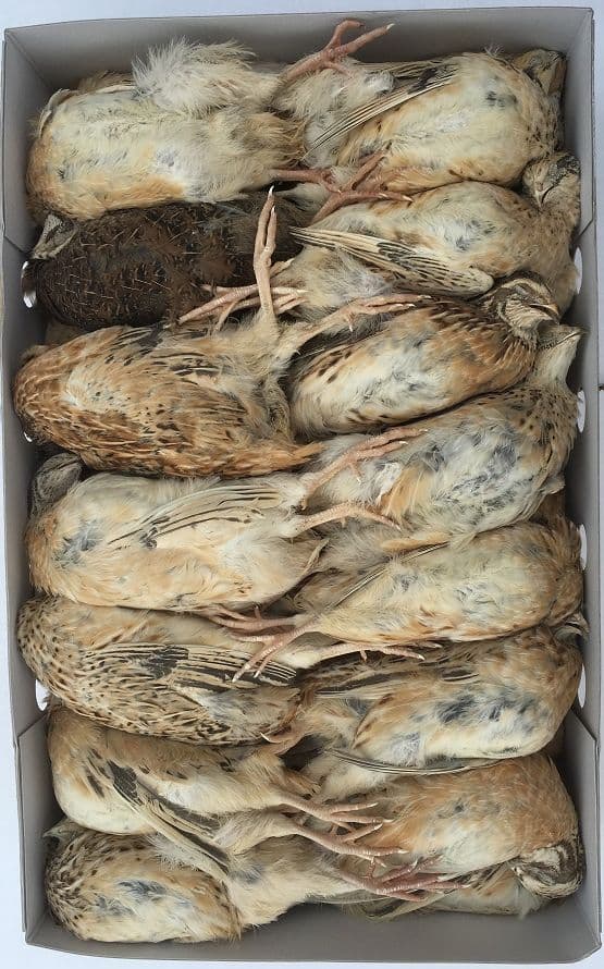 English Large Quail (ca. 220 g) - 25 pcs