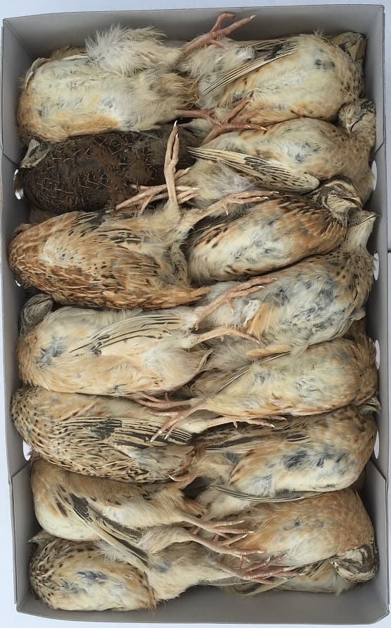 English Small Quail (ca. 180 g) - 35 pcs