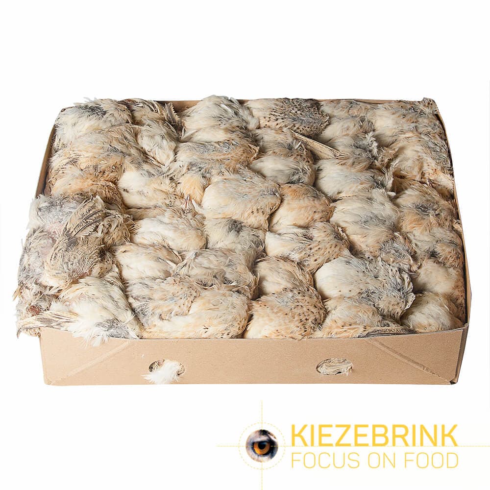 English Prime Quail (Bred) - 40 pcs