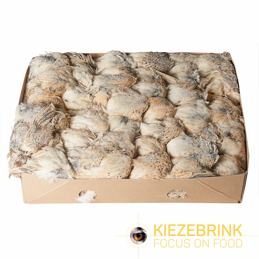 English Prime Quail (Bred) - 40 pcs