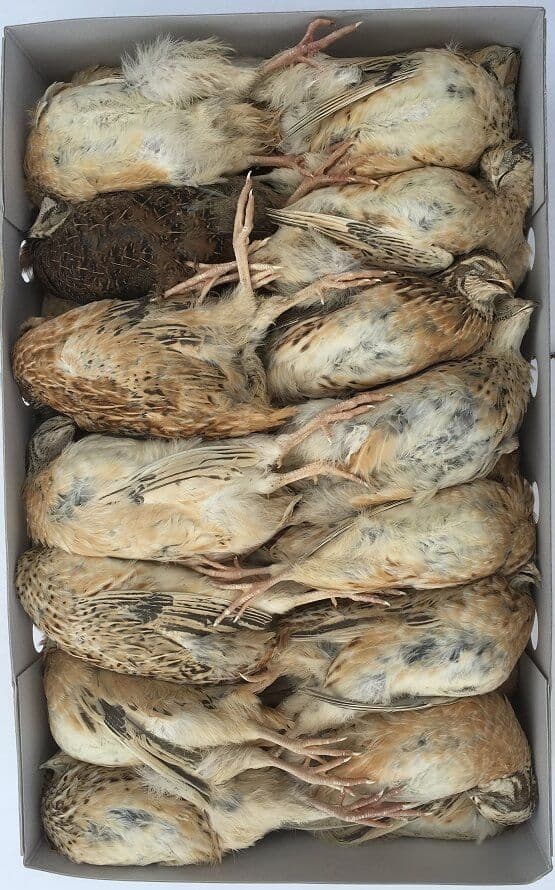 English Ex-layer Quail - 25 pcs