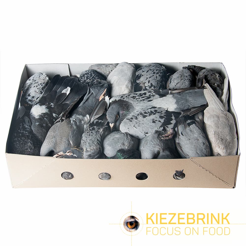 Pigeons (Wild, Wood Pigeon) - 10 pcs