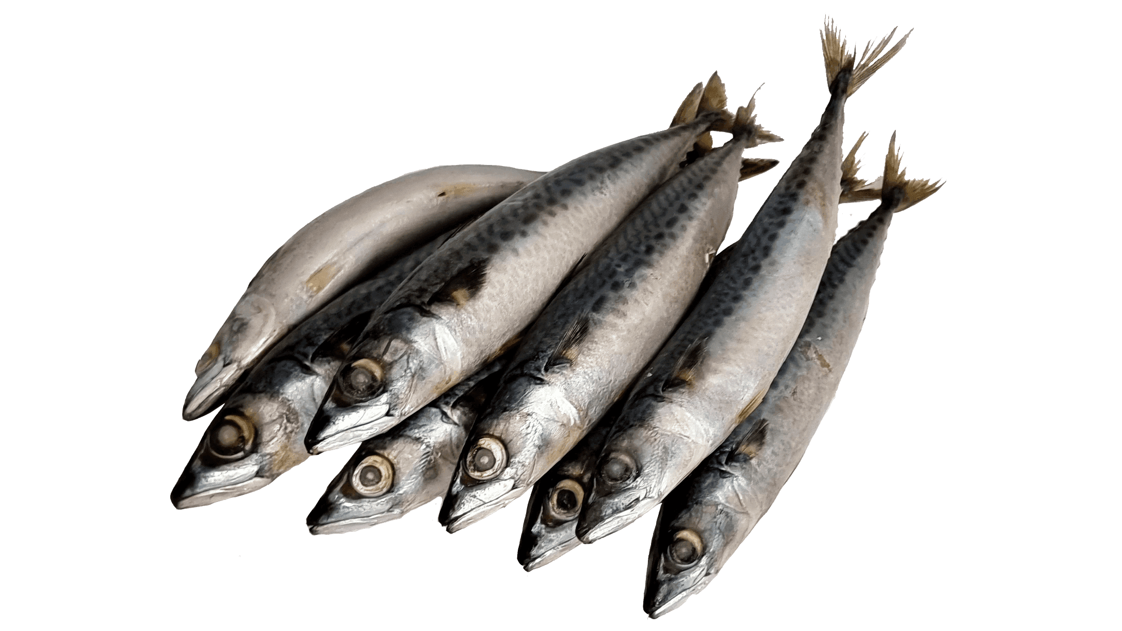 Mackerel IQF - bulk box