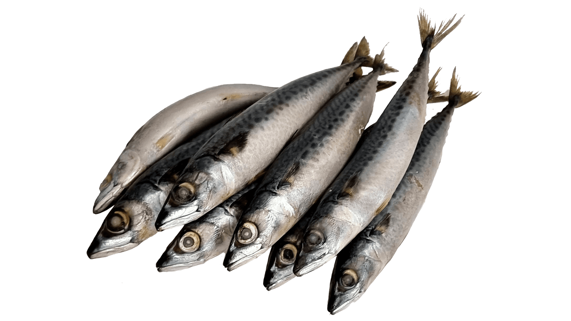 Mackerel IQF - bulk box