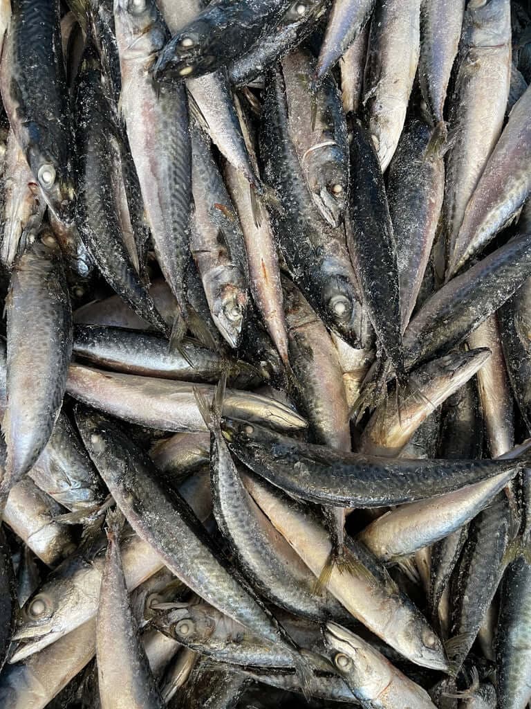 Mackerel IQF