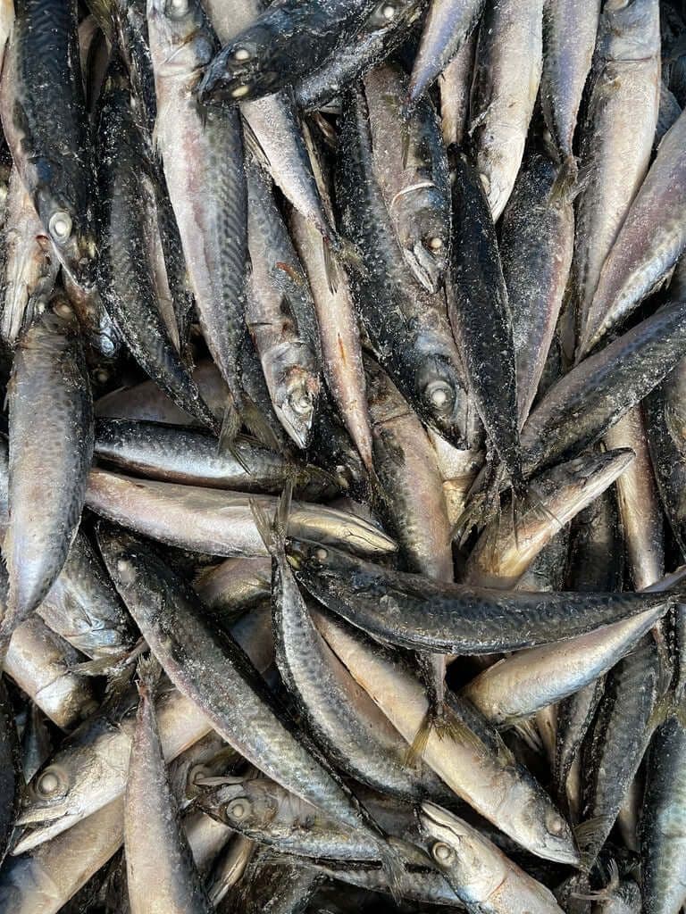 Mackerel IQF