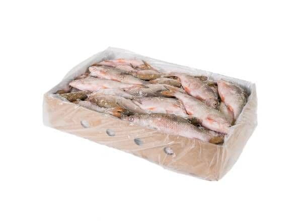 Fresh water fish (UK Roach) Block- 20 kg box